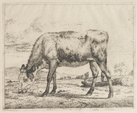 KG 04795
          <br/>
          Kalf, grazend
          <br/>
          <em>Velde, Adriaen van de (1636-1672)</em>